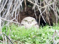 Lincoln Burrowing Owl Brewer Rd